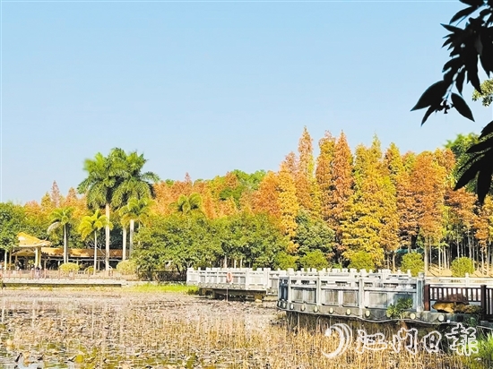 每當(dāng)冬季來臨，紅羽杉的葉子逐漸由綠變黃，再轉(zhuǎn)為鮮艷的紅色，與公園曲徑通幽的林道小徑相得益彰。