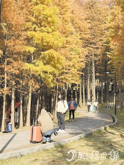 ▲紅羽杉林獨(dú)特的景觀吸引了眾多市民、游客前來賞景拍照“打卡”。