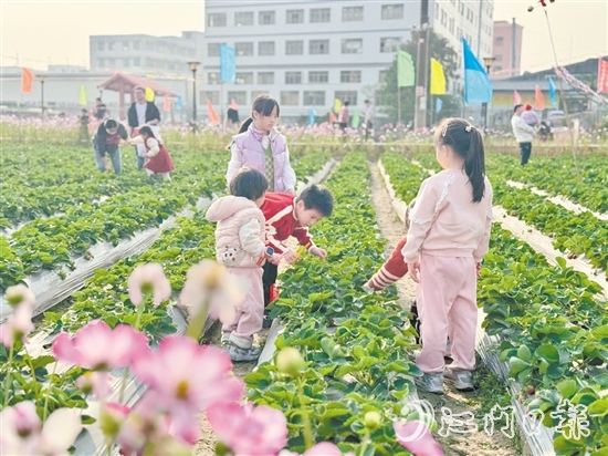 小朋友們手持剪刀，細心地采摘草莓。