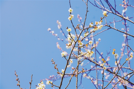 梅花開放正當(dāng)時(shí)。