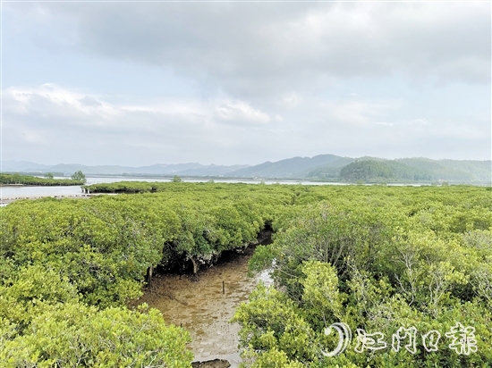 恩平鎮(zhèn)海灣紅樹林是環(huán)鎮(zhèn)海灣生態(tài)文明發(fā)展示范區(qū)的一顆耀眼明珠。