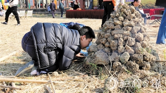 孩子在田野間體驗焗雞。