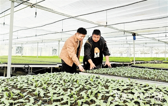沖蔞鎮(zhèn)大力發(fā)展南瓜產(chǎn)業(yè)，點(diǎn)亮致富新希望。