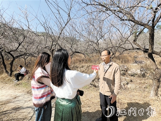 黎松德介紹今年梅花開放情況。