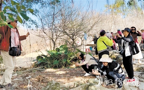 游客在欖坑梅花谷賞梅、拍照。