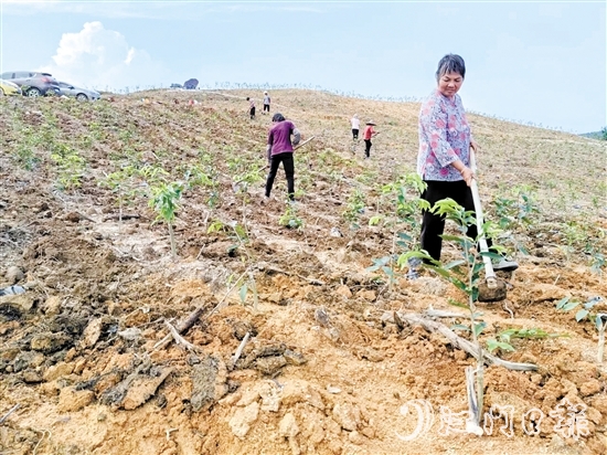2024年7月13日，總投資約2億元的沉香種植產業(yè)園項目落地鶴城鎮(zhèn)坑尾村，首期沉香種植面積約166.66公頃（2500畝）。圖為當地村民在種植沉香。