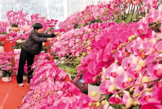 蘭花是年花市場(chǎng)的寵兒，深受市民喜愛。