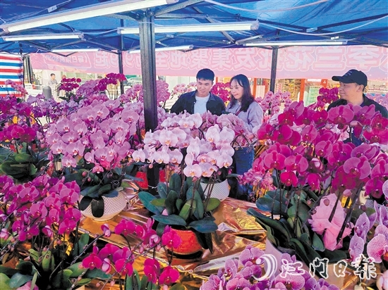 連日來(lái)，新會(huì)大融城、時(shí)代城和岡州廣場(chǎng)的迎春花市陸續(xù)開(kāi)市。