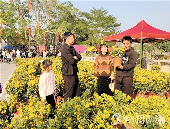 寓意“大吉大利”的傳統(tǒng)年桔吸引了不少市民、游客前來選購。