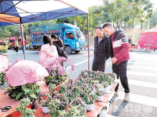 市民在鶴山迎春花市挑選年花。