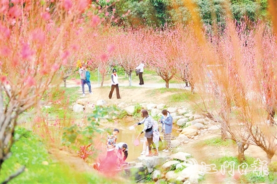 白水帶風(fēng)景區(qū)桃花盛開，吸引大量游客前來打卡。付師華
