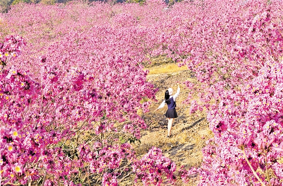鶴山市共和鎮(zhèn)來蘇村的紫花風(fēng)鈴木綻放。