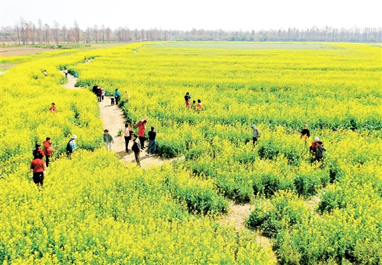 江海區(qū)都市農(nóng)業(yè)生態(tài)園油菜花盛開，吸引不少市民前往游玩。