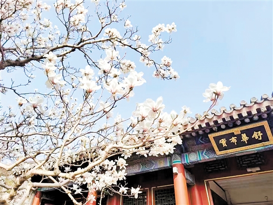 春天，北京頤和園的白玉蘭盛放，尋芳賞春正當(dāng)時(shí)。