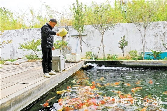 在新港錦鯉養(yǎng)殖場(chǎng)，場(chǎng)主劉耀新將餌料一撒而下，塘中色彩艷麗的錦鯉蜂擁而至，爭(zhēng)搶食物。