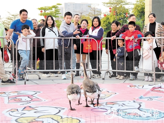 市民通過套圈的形式“抱得大鵝歸”。