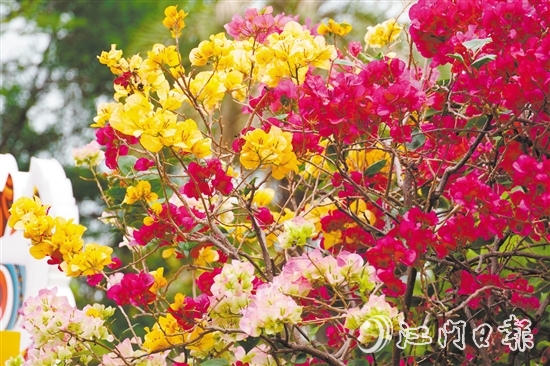 東湖公園種植了多個簕杜鵑品種。