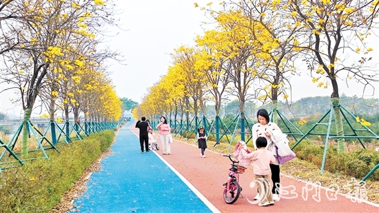 新會(huì)英洲海碧道兩旁的黃花風(fēng)鈴吸引了不少市民和游客。