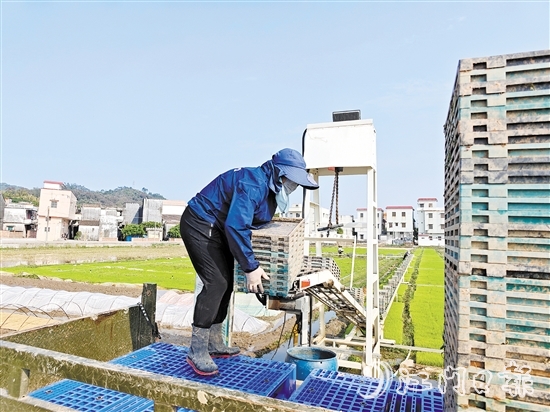 工人正在回收秧盤，準備培育下一批秧苗。