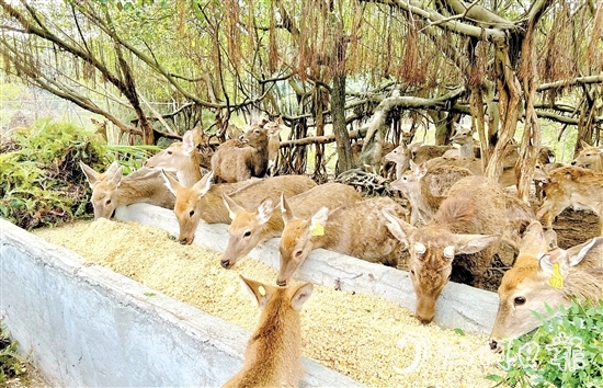 位于雅瑤鎮(zhèn)的棱壩梅花鹿生態(tài)農(nóng)場內(nèi)，百鹿呦鳴。