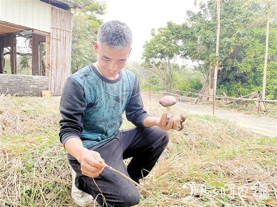 勞浩山介紹赤松茸時滔滔不絕。