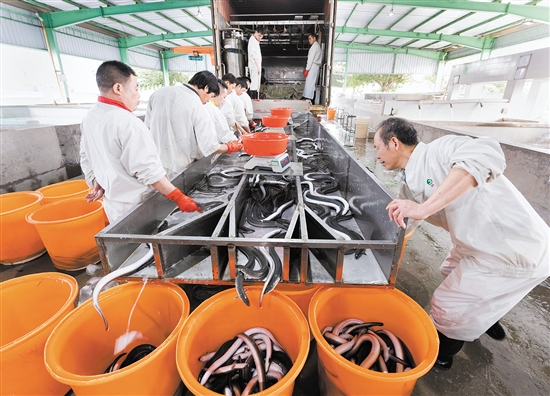臺(tái)山市鰻魚(yú)產(chǎn)業(yè)園構(gòu)建了飼料生產(chǎn)、鰻魚(yú)養(yǎng)殖、烤鰻加工和鰻魚(yú)出口“一條龍”式的鰻魚(yú)產(chǎn)業(yè)鏈，活鰻年產(chǎn)量約50502噸。
