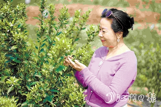 周詠蓮在柑果園中查看柑花生長情況。