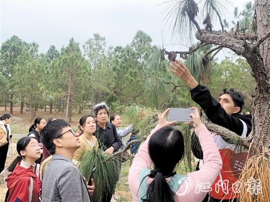 志愿者向大家講解松樹的生長特性和授粉過程。