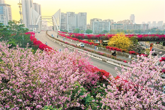 蓬江區(qū)東華大橋周圍鮮花競相開放。郭永樂