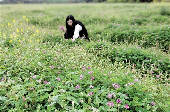 開平市塘口鎮(zhèn)龍光里的紫云英迎來花期。周華東
