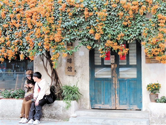 開平市三埠街道港口路的炮仗花開得絢爛熱烈。李淑珩