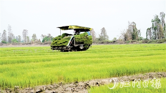 插秧機(jī)在農(nóng)田來回穿梭，運送秧苗。