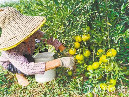 新會(huì)著力推動(dòng)實(shí)現(xiàn)新會(huì)陳皮從田頭采收到市場(chǎng)全閉環(huán)溯源管理。