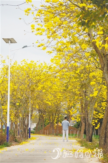 1.“四好農(nóng)村路”風(fēng)鈴大道