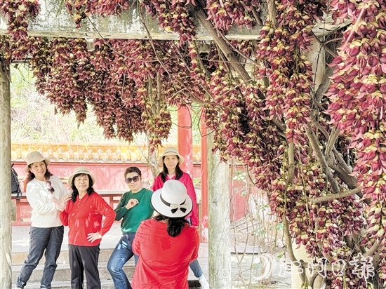禾雀花在公坑寺盛放，吸引了眾多市民游客前來(lái)打卡。