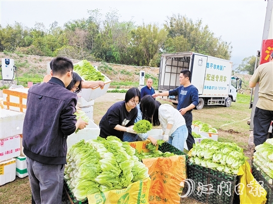 “恩平菜”在米倉(cāng)村現(xiàn)場(chǎng)發(fā)貨，新鮮到達(dá)五邑各地市民餐桌。
