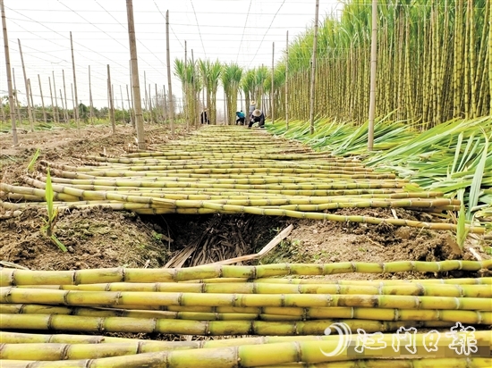 橋美村種植黃皮果蔗已有150多年歷史。