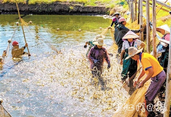 大鰲鎮(zhèn)著力實施“一只蝦”工程。