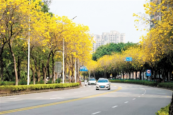 黃花風鈴木盛放，成為江門一道美麗風景。