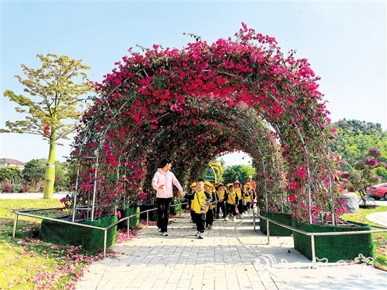 奇榜村種植簕杜鵑美化村內景觀，升級后的環(huán)境廣受好評。