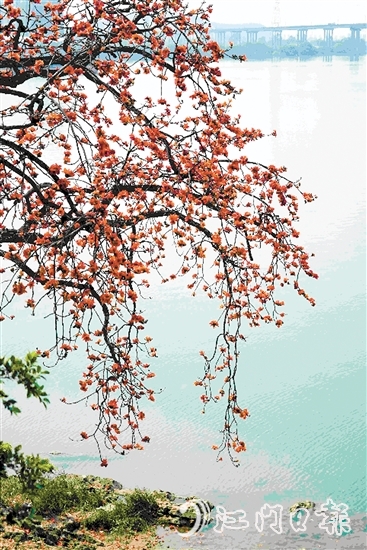 生長在岸邊的古木棉樹上，紅棉層層疊疊，與碧綠的江水相映成趣。