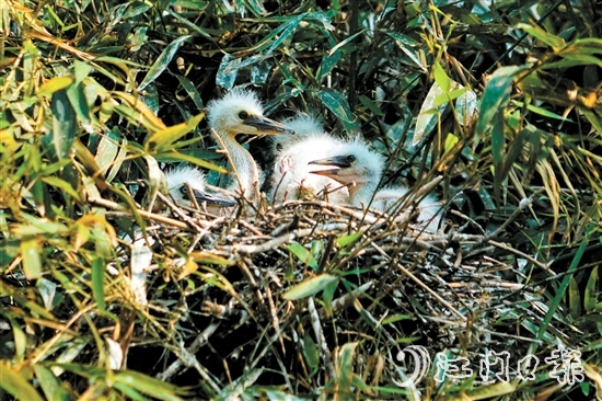 鷺鳥寶寶出殼，十分可愛。