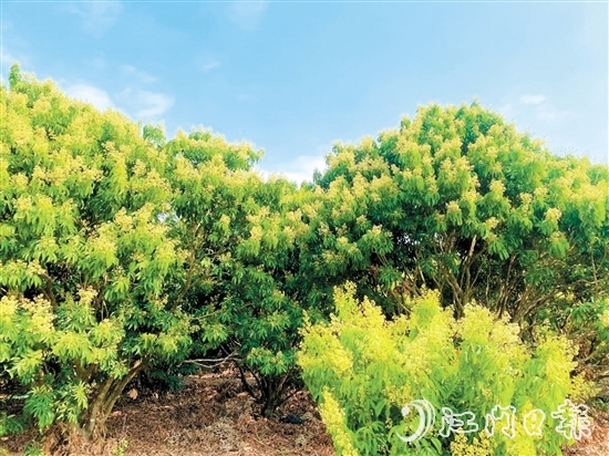在北陡鎮(zhèn)荔枝林，淡黃的花穗綴滿枝頭。
