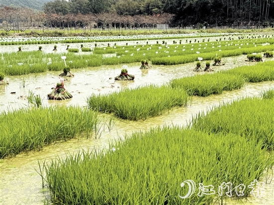 在陽光的照耀下，育苗水田上的稻苗煥發(fā)出勃勃生機(jī)。