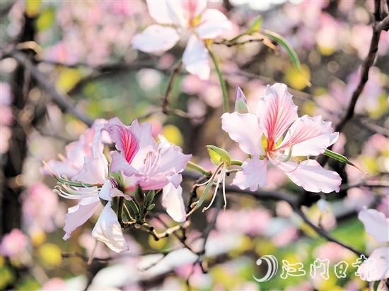 在沙坪河南岸濕地公園，宮粉紫荊燦爛綻放。