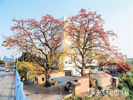 沙坪街道谷埠橋頭挺立著兩株高大的木棉花，花朵落下，為房屋和街道染上一片“英雄色”。
