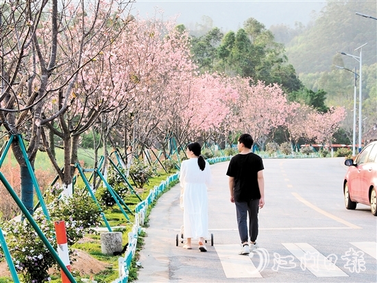 鶴城鎮(zhèn)城西村忠心崗櫻花大道迎來了櫻花盛開的時節(jié)，游客們在櫻花香中漫步。