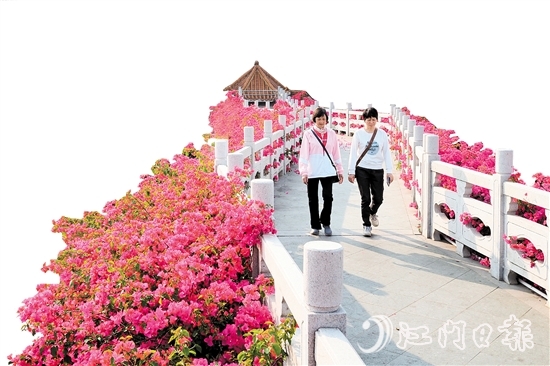走進(jìn)沙坪街道北湖公園，在九曲橋兩側(cè)，怒放的三角梅形成一條“水上花廊”。