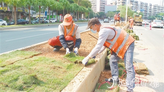 園林工人正在為岡州大道綠化帶鋪設草皮。