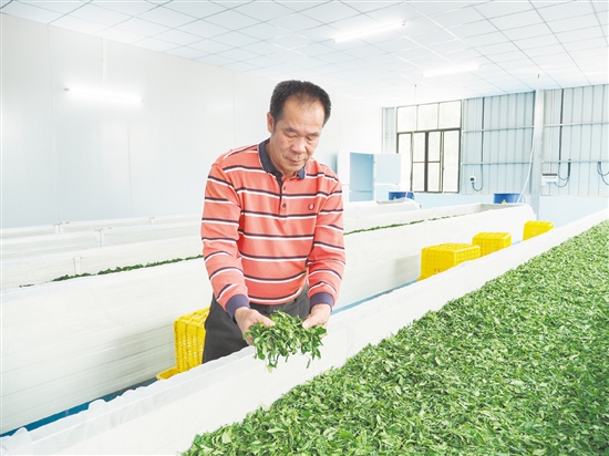 在鶴山市宅梧康茗種養(yǎng)專業(yè)合作社的標準化茶葉加工車間里，余國強在萎凋間翻動茶青。